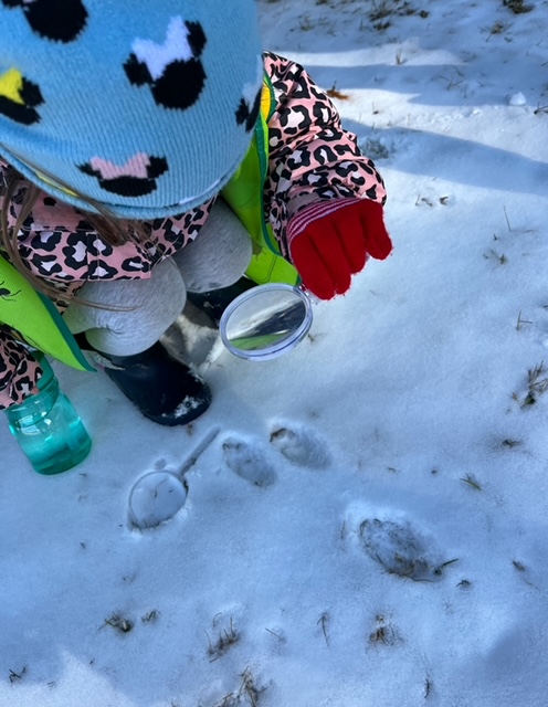 child studying animal tracks in snow